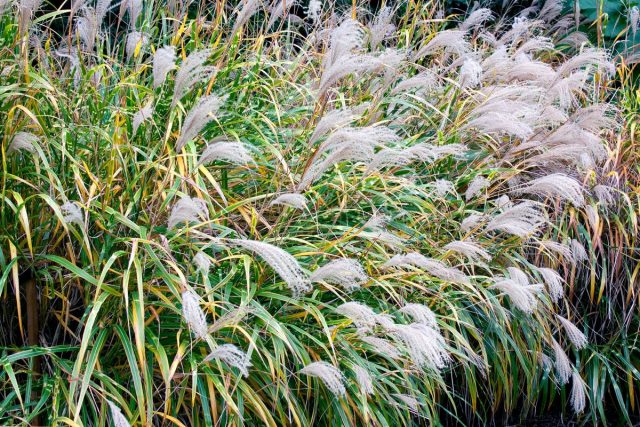 Мискантус (Miscanthus) Мискантус (Miscanthus)