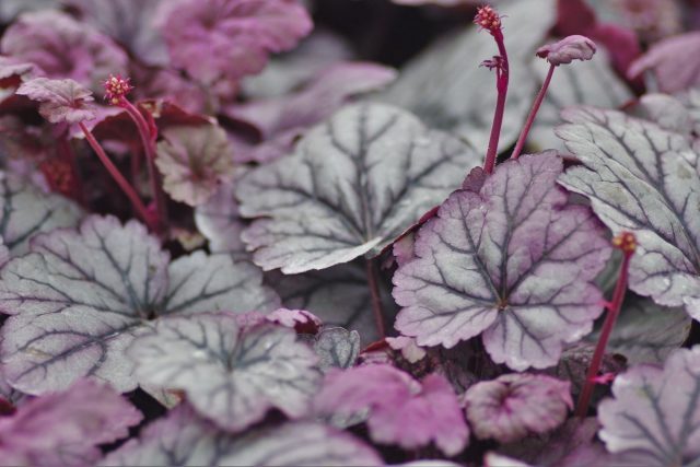 Гейхера (Heuchera) Гейхера (Heuchera)