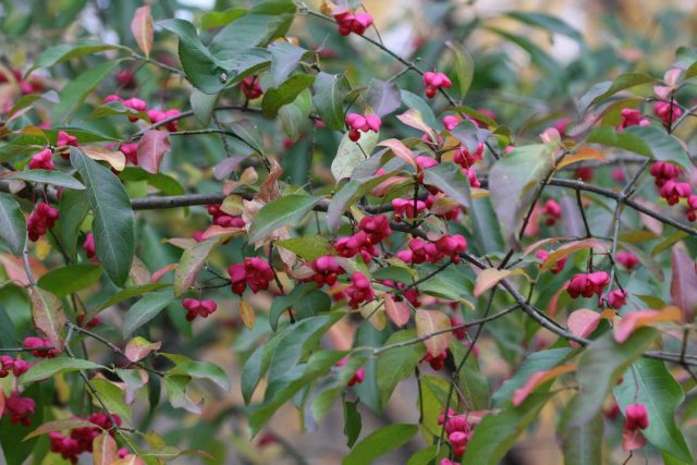Бересклет (Euonymus) Бересклет (Euonymus)