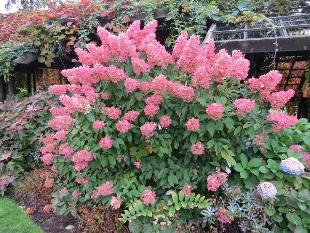 Гортензия метельчатая (Hydrangea paniculata) Гортензия метельчатая (Hydrangea paniculata)