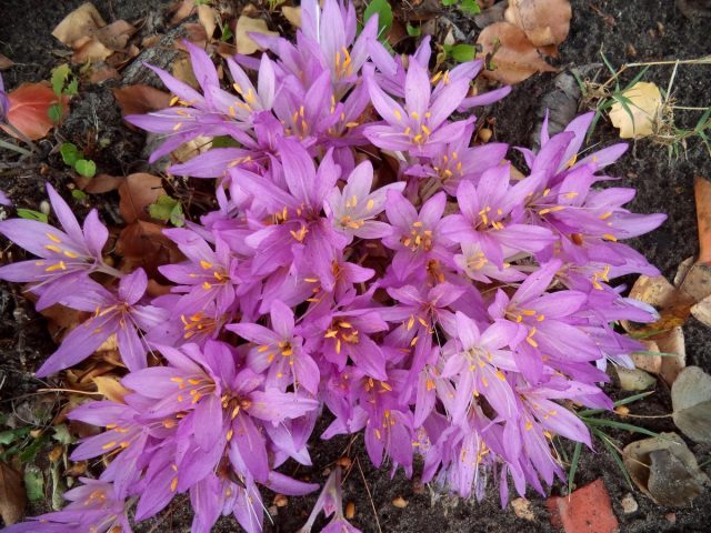 Безвременник (Colchicum) Безвременник (Colchicum)