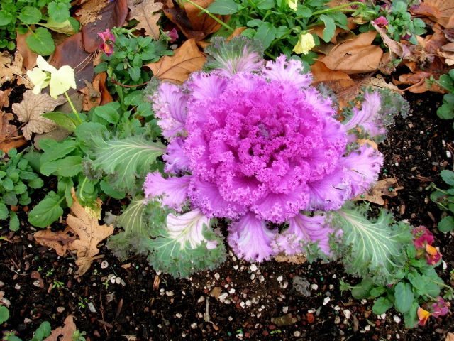 Декоративная капуста (Brassica oleracea var. acephala) Декоративная капуста (Brassica oleracea var. acephala)