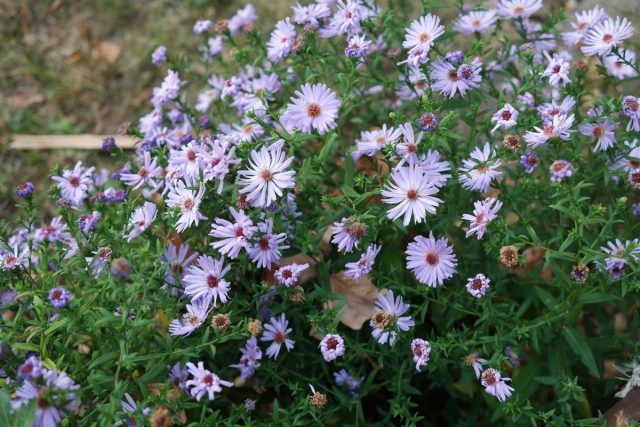 Астра кустарниковая (Symphyotrichum dumosum) Астра кустарниковая (Symphyotrichum dumosum)