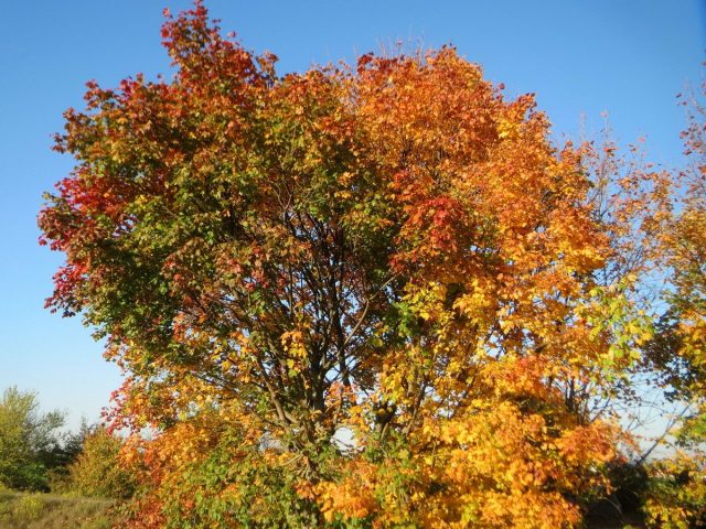 Клен остролистный (Acer platanoides) Клен остролистный (Acer platanoides)