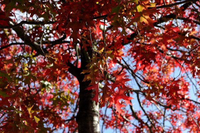 Дуб красный (Quercus rubra) 