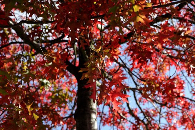 Дуб красный (Quercus rubra) Дуб красный (Quercus rubra)