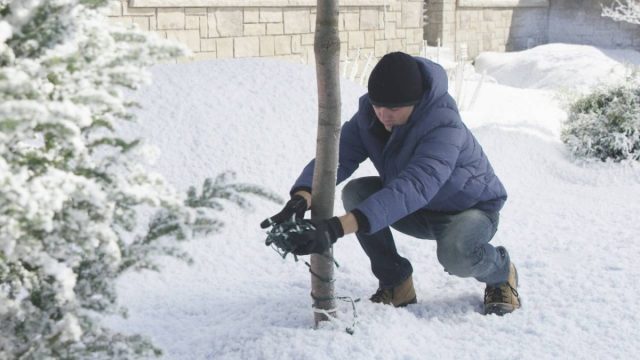 Декоративная подсветка не только украсит ваш сад, но и отпугнет грызунов Декоративная подсветка не только украсит ваш сад, но и отпугнет грызунов