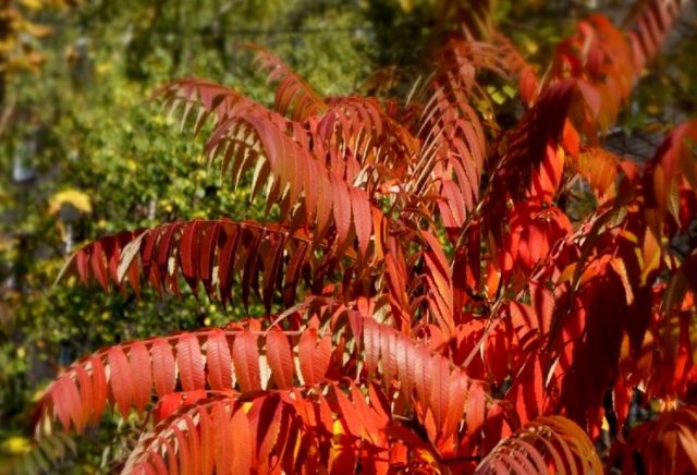 Сумах оленерогий (Rhus typhina) Сумах оленерогий (Rhus typhina)