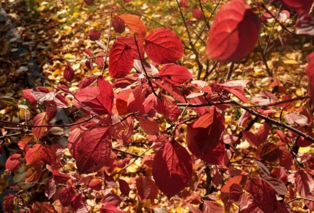 Дерен кроваво-красный (Cornus sanguinea) Дерен кроваво-красный (Cornus sanguinea)