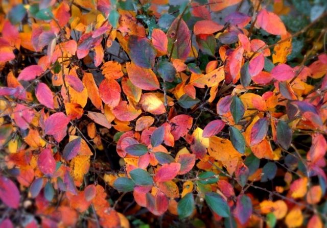 Кизильник блестящий (Cotoneaster lucidus) Кизильник блестящий (Cotoneaster lucidus)