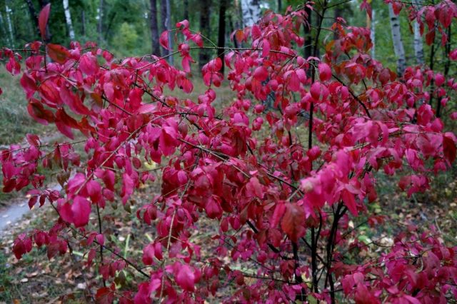Бересклет бородавчатый (Euonymus verrucosus) Бересклет бородавчатый (Euonymus verrucosus)