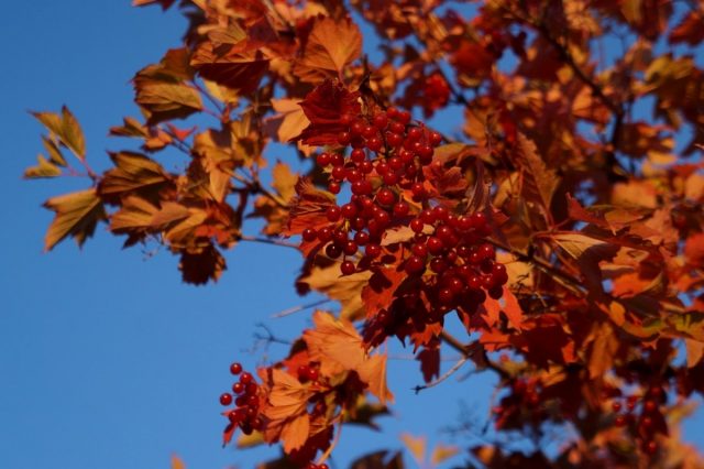 Калина обыкновенная (Viburnum opulus) Калина обыкновенная (Viburnum opulus)