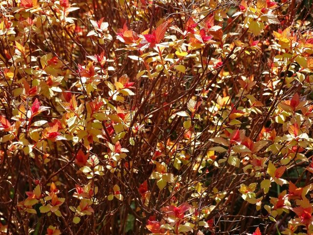 Спирея японская (Spiraea japonica) Спирея японская (Spiraea japonica)