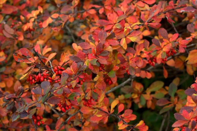 Барбарис тунберга (Berberis thunbergii) Барбарис тунберга (Berberis thunbergii)