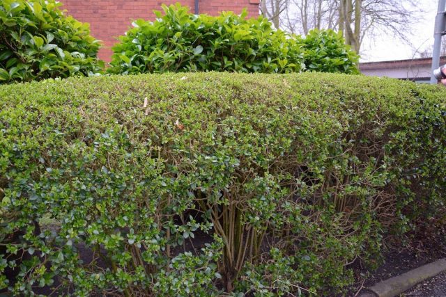 Бирючина овальнолистная (Ligustrum ovalifolium) Бирючина овальнолистная (Ligustrum ovalifolium)