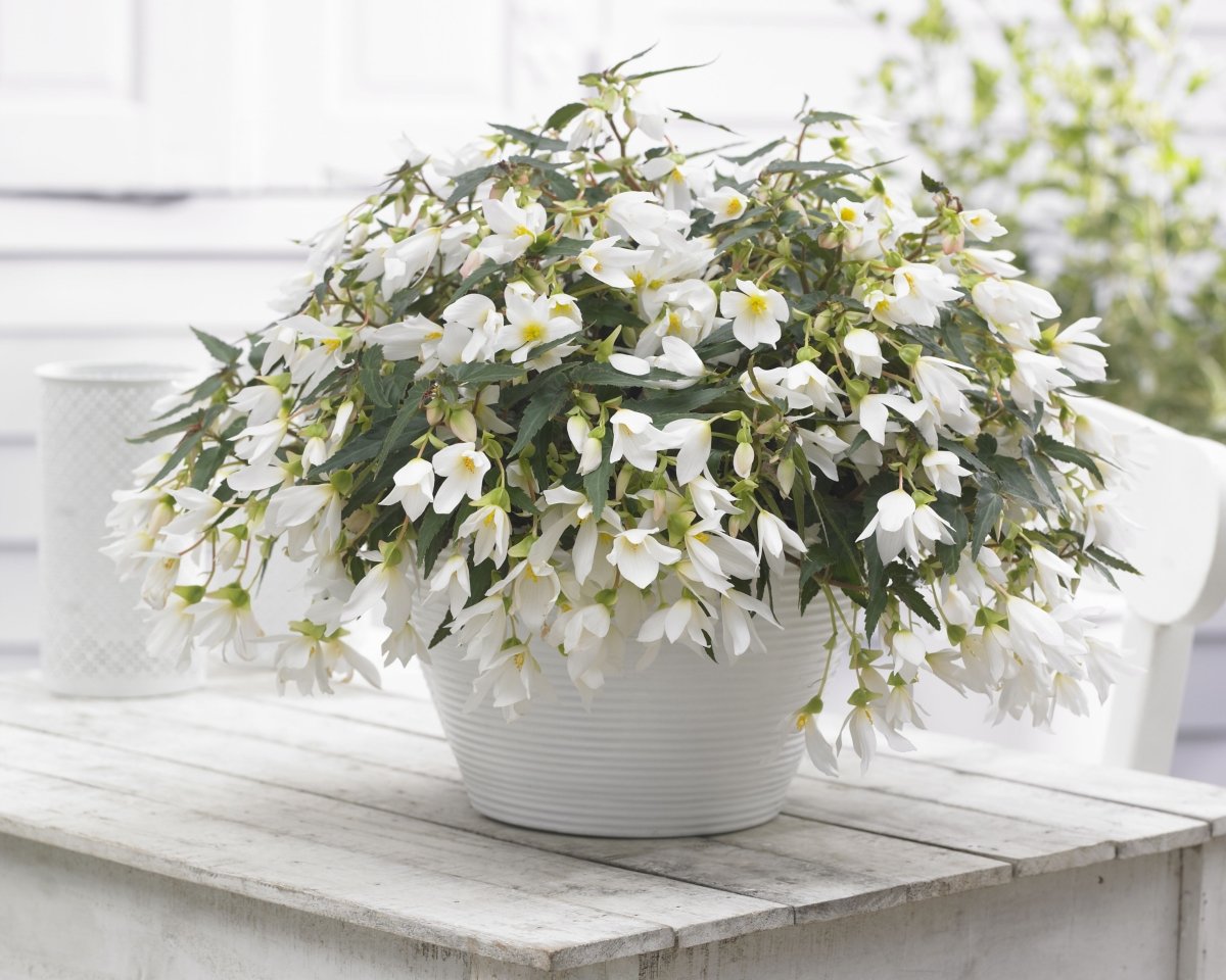 Begonia-Beauvilia-White-2