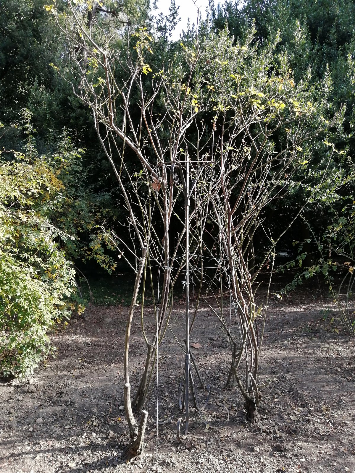 IMG_20191107_143826001