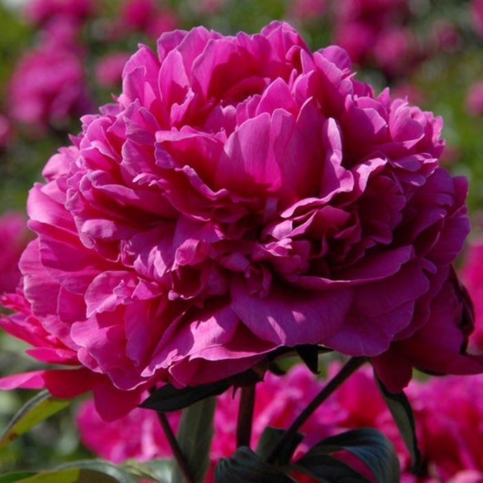 Paeonia-Felix-Crousse-1