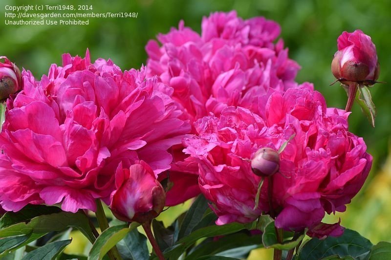Paeonia-Felix-Crousse-2