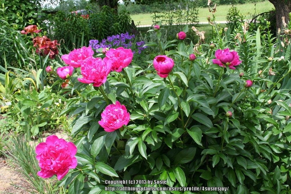 Paeonia-Felix-Crousse-3