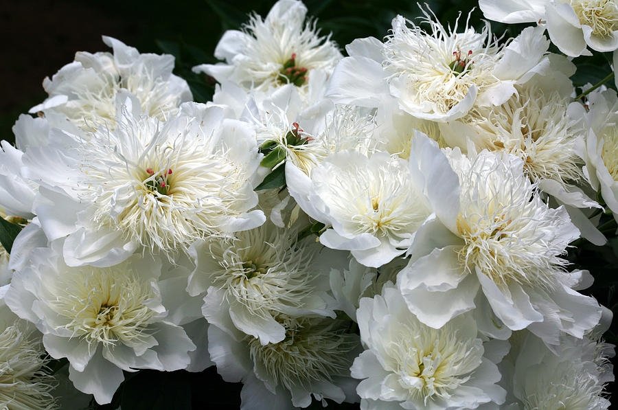 Paeonia-lactiflora-Brides-Dream-1