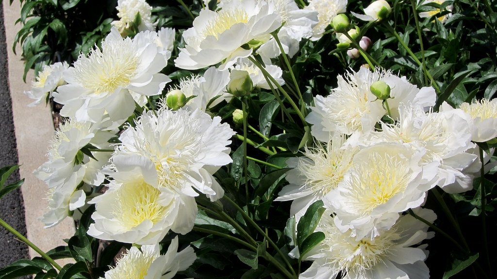 Paeonia-lactiflora-Brides-Dream-2