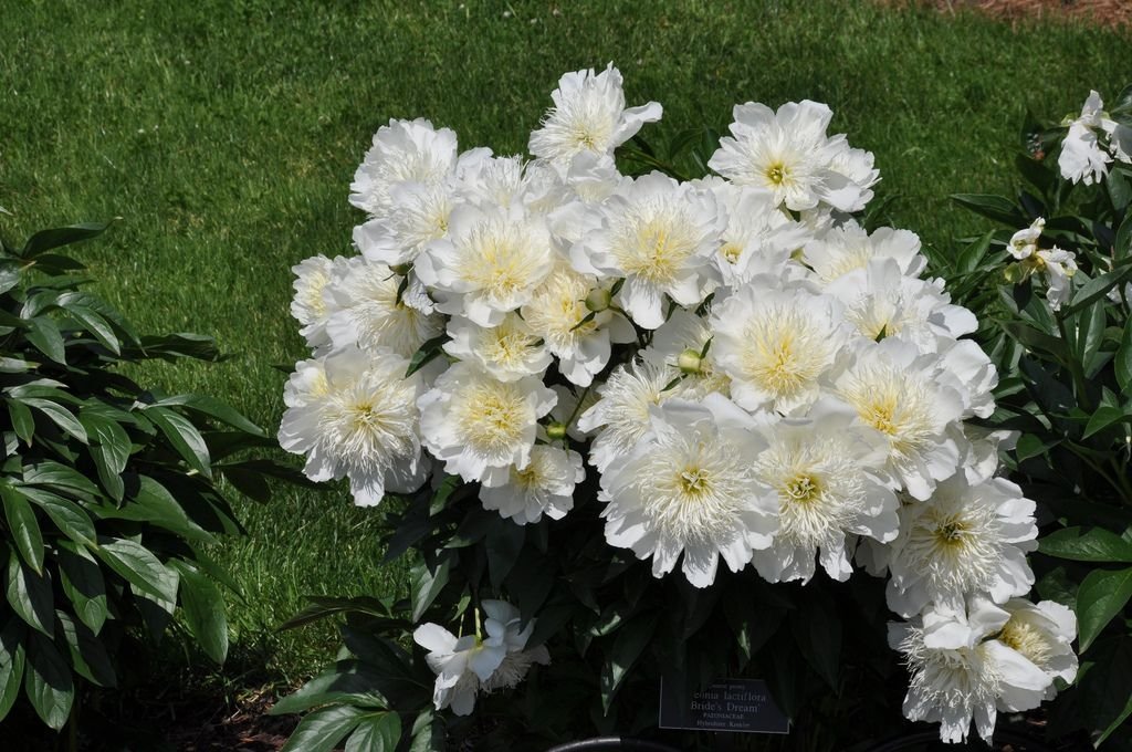 Paeonia-lactiflora-Brides-Dream-3