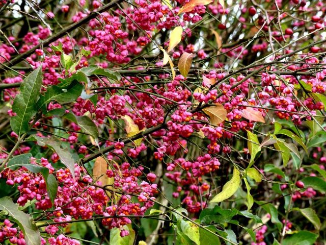 Бересклет европейский (Euonymus europaeus) Бересклет европейский (Euonymus europaeus)