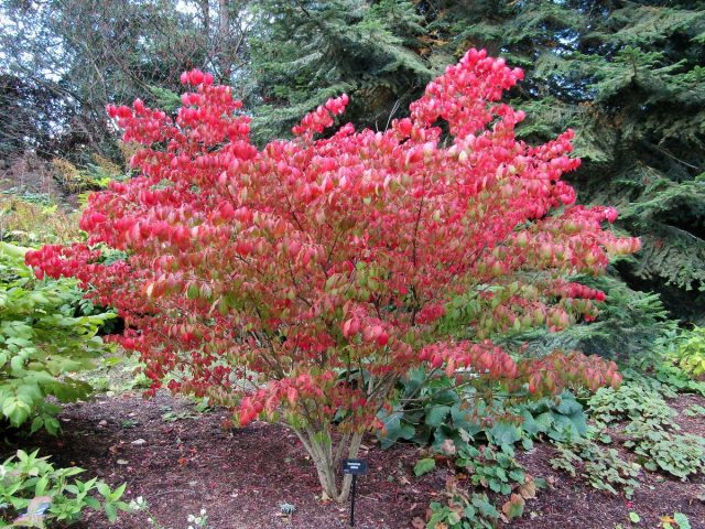 Бересклет крылатый (Euonymus alatus) Бересклет крылатый (Euonymus alatus)