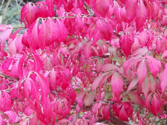 Бересклет пробковый (Euonymus phellomanus) Бересклет пробковый (Euonymus phellomanus)