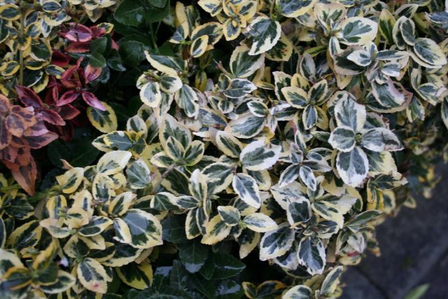 Бересклет Форчуна (Euonymus fortunei) Бересклет Форчуна (Euonymus fortunei)