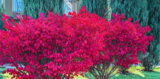 Бересклет — декоративный кустарник для яркой осени в саду