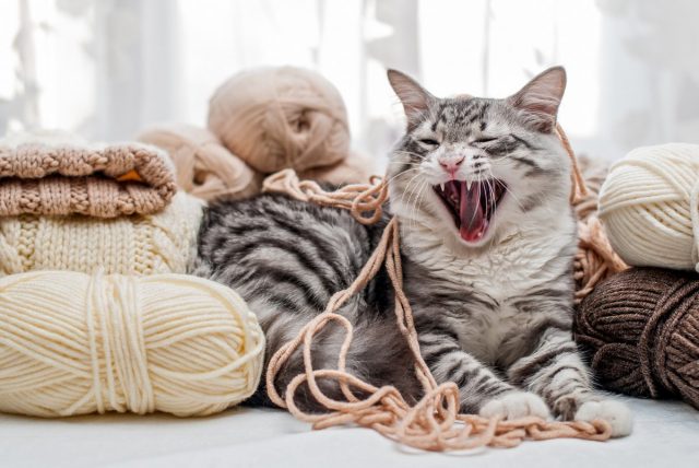 Что нам хочет сказать кот? Что нам хочет сказать кот?