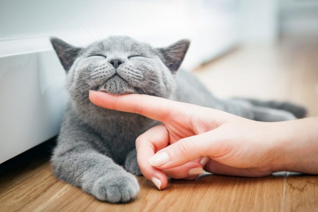 Чаще всего наши коты нас любят и не стесняются нам об этом говорить Чаще всего наши коты нас любят и не стесняются нам об этом говорить