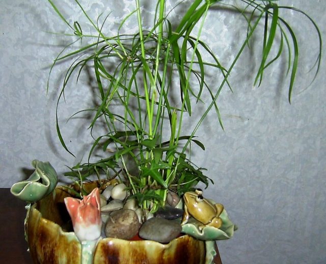 Папирус очереднолистный (Cyperus alternifolius) обожает расти в воде Папирус очереднолистный (Cyperus alternifolius) обожает расти в воде