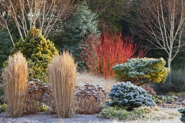 Неповторимое украшение зимнего сада - метелки декоративных трав и щитки очитка 