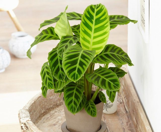 Чаще всего в комнатах выращивают калатею полосатую (Calathea zebrina) Чаще всего в комнатах выращивают калатею полосатую (Calathea zebrina)