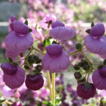 Кальцеолярия пурпурная (Calceolaria purpurea) Кальцеолярия пурпурная (Calceolaria purpurea)