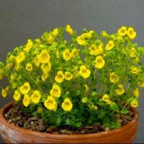 Кальцеолярия нежная (Calceolaria tenella) Кальцеолярия нежная (Calceolaria tenella)