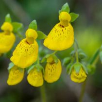 Кальцеолярия городчатоцветковая (Calceolaria crenatiflora) Кальцеолярия городчатоцветковая (Calceolaria crenatiflora)