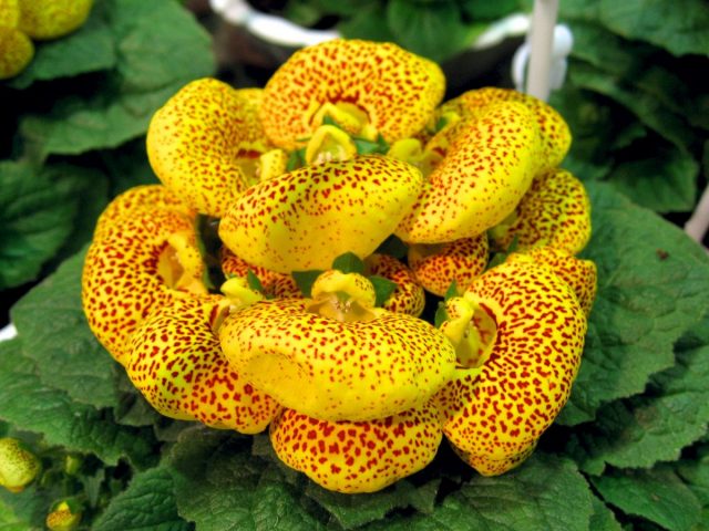 Кальцеолярия гибридная (Calceolaria x herbeohybrida) Кальцеолярия гибридная (Calceolaria x herbeohybrida)