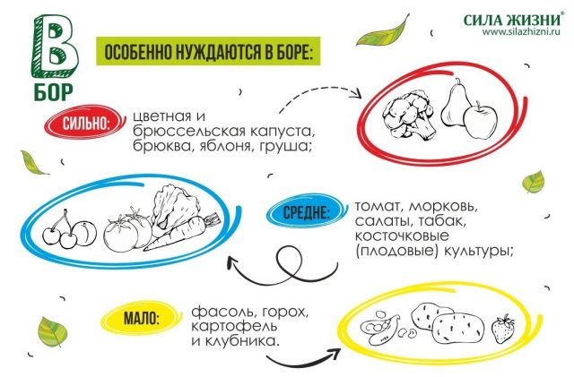 Бор особенно нужен цветной и брюссельской капусте, брюкве, яблоням и грушам Бор особенно нужен цветной и брюссельской капусте, брюкве, яблоням и грушам