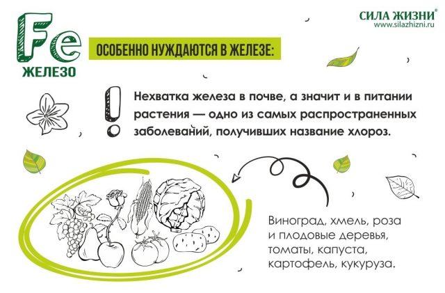 Железо в хелатной форме присутствует в необходимой концентрации во всех удобрениях, выпускаемых компанией Сила жизни Железо в хелатной форме присутствует в необходимой концентрации во всех удобрениях, выпускаемых компанией Сила жизни
