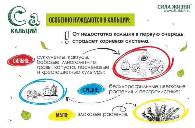 Особенно негативно дефицит кальция сказывается на капусте, пасленовых, крестоцветных, многолетних травах Особенно негативно дефицит кальция сказывается на капусте, пасленовых, крестоцветных, многолетних травах