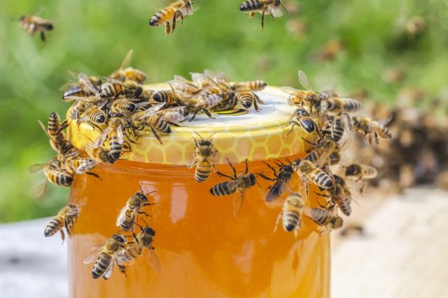 Практический опыт пчеловода — от покупки пчёл до первого мёда