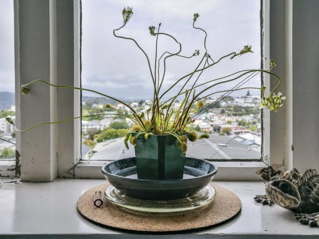 Цветение венериной мухоловки (Dionaea muscipula) неожиданно красивое Цветение венериной мухоловки (Dionaea muscipula) неожиданно красивое