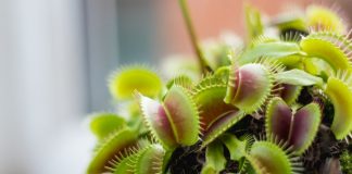 Венерина мухоловка — растение-хищник на подоконнике