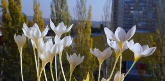 Особенности выгонки осенних крокусов