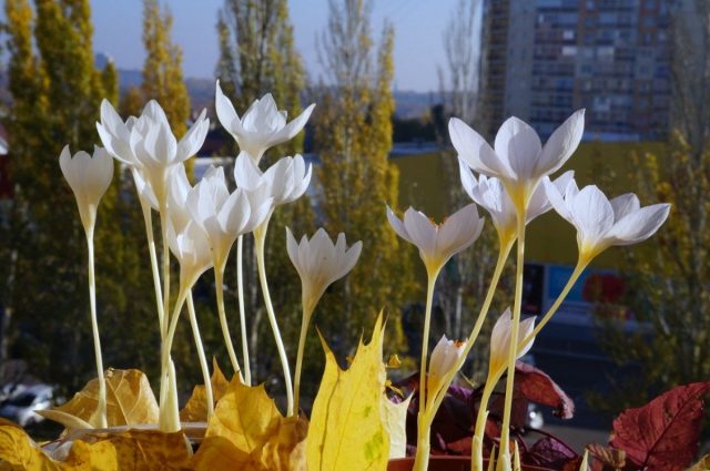 Особенности выгонки осенних крокусов Особенности выгонки осенних крокусов
