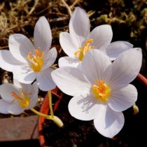 Крокус хорошенький «Зефир» (Crocus pulchellus 'Zephyr') Крокус хорошенький «Зефир» (Crocus pulchellus 'Zephyr')